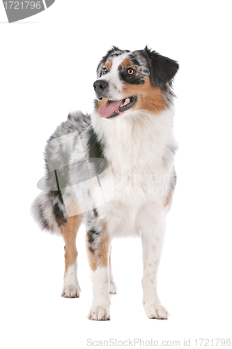 Image of Australian shepherd