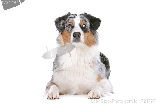 Image of Australian shepherd