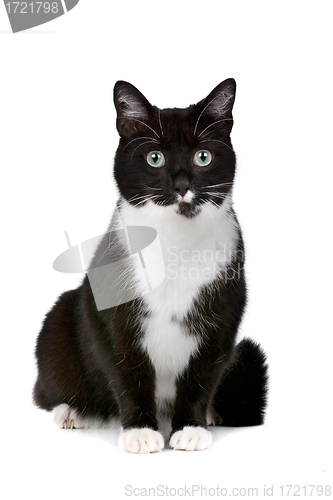 Image of cat