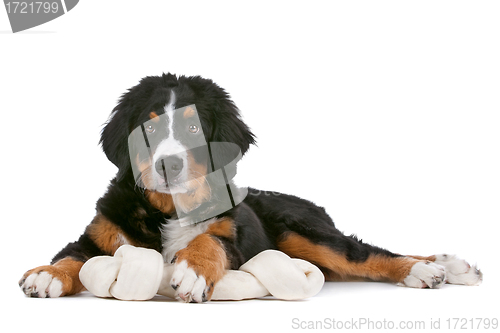 Image of Bernese Mountain Dog puppy