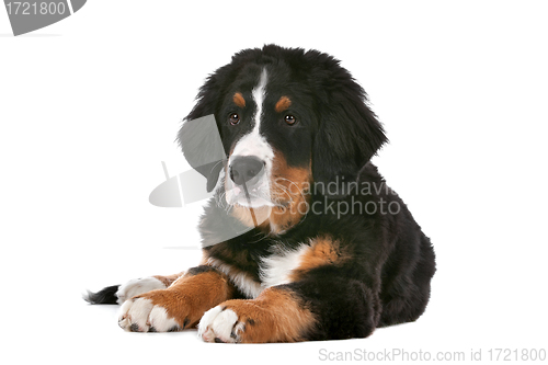 Image of Bernese Mountain Dog puppy