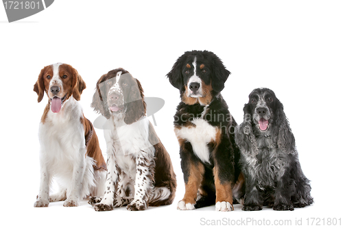 Image of four dogs in a row