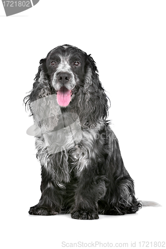 Image of blue roan cocker spaniel