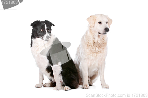 Image of Golden Retriever and a border collie