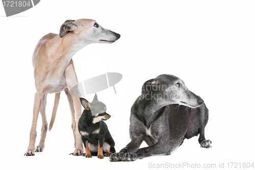 Image of two greyhounds and a chihuahua