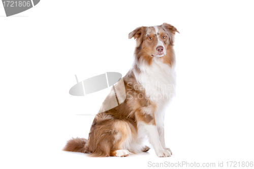 Image of Australian shepherd