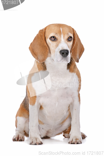 Image of Beagle