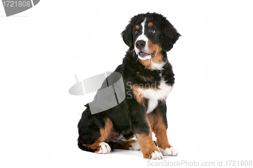 Image of Bernese Mountain Dog puppy