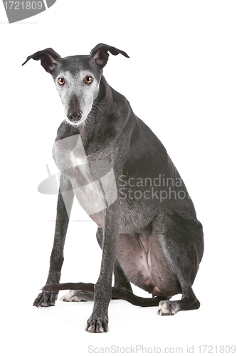 Image of Old greyhound