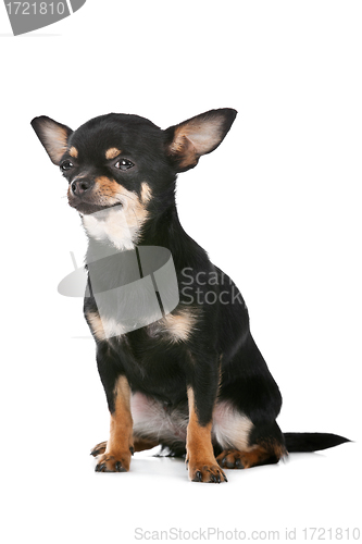 Image of Chihuahua dog