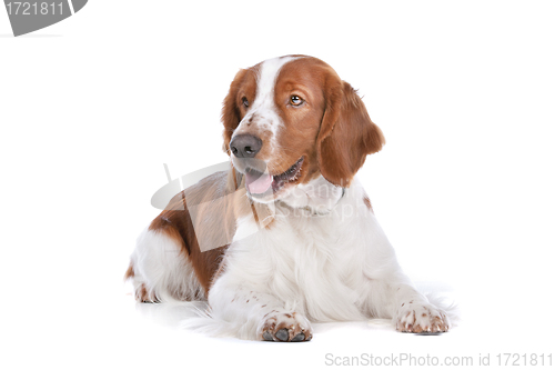 Image of Springer Spaniel