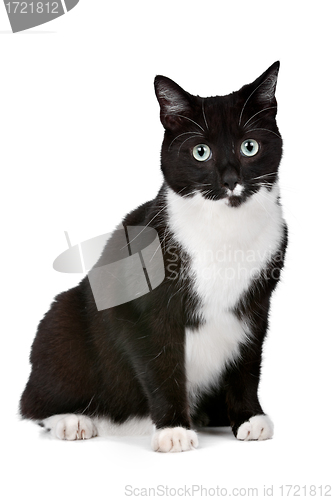 Image of cat