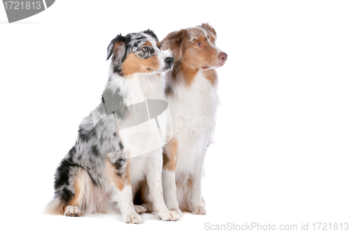 Image of Two Australian Shepherd dogs