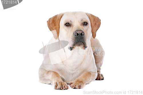 Image of Labrador Retriever