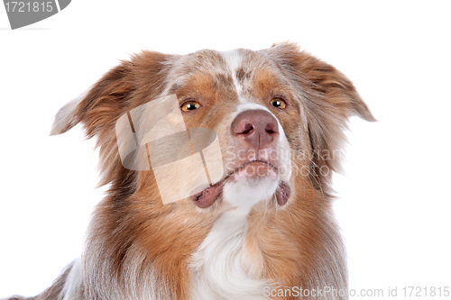 Image of Australian shepherd