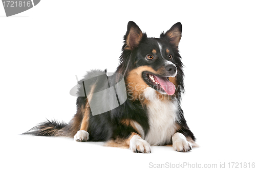 Image of Border Collie