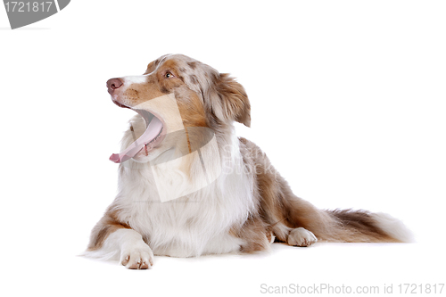 Image of Australian shepherd