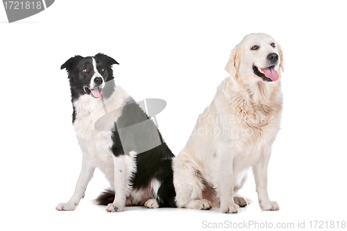 Image of Golden Retriever and a border collie