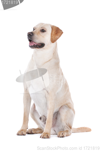 Image of Labrador Retriever