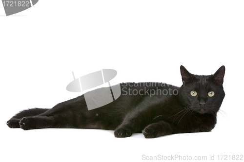 Image of cat