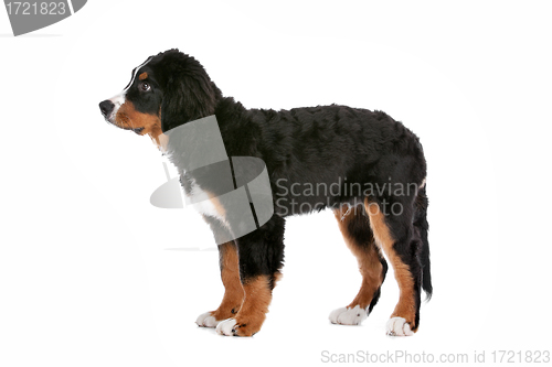 Image of Bernese Mountain Dog puppy