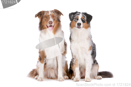 Image of Two Australian Shepherd dogs