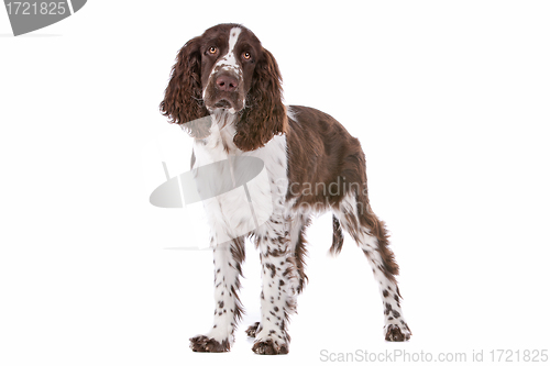 Image of Springer Spaniel
