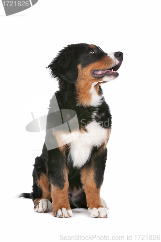 Image of Bernese Mountain Dog puppy