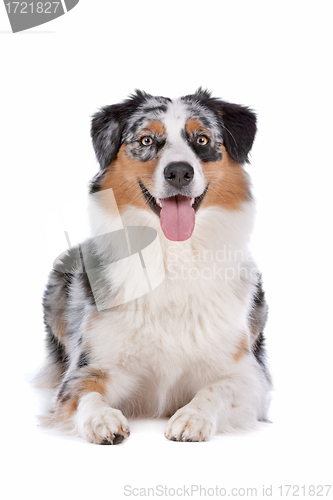 Image of Australian shepherd