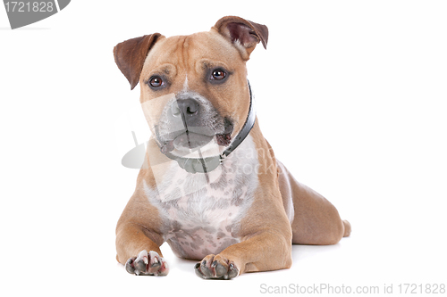 Image of staffordshire bull terrier