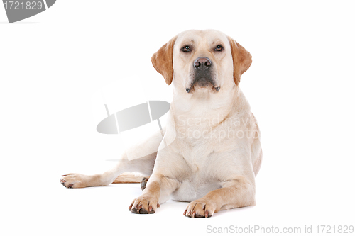 Image of Labrador Retriever