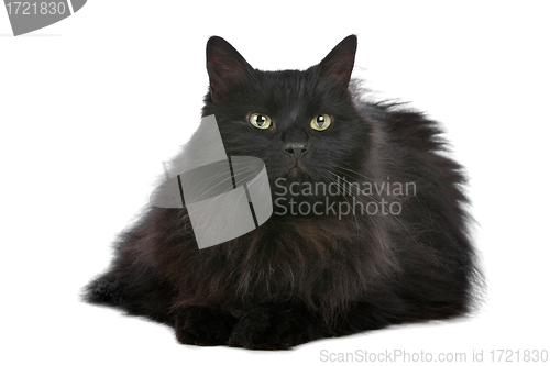 Image of cat