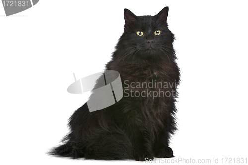 Image of cat