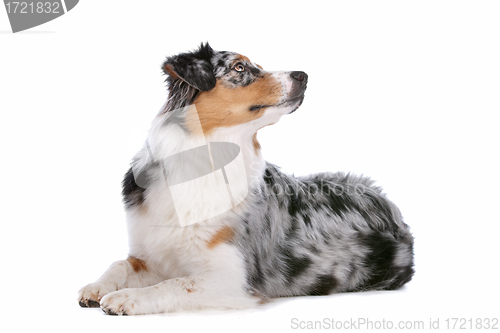 Image of Australian shepherd