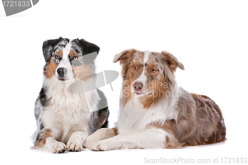 Image of Two Australian Shepherd dogs