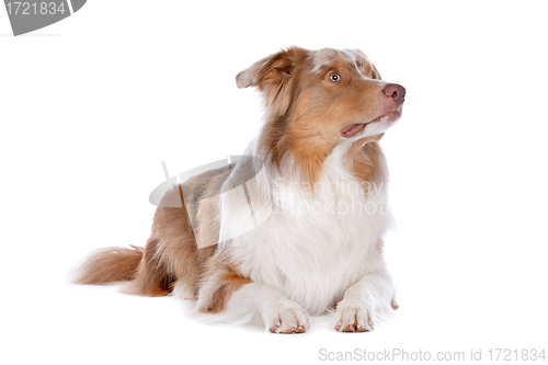 Image of Australian shepherd