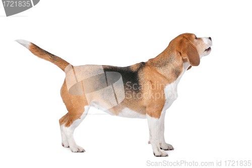 Image of Beagle