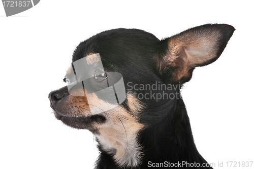 Image of Chihuahua dog