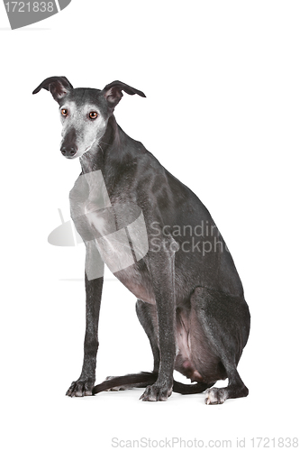 Image of Old greyhound