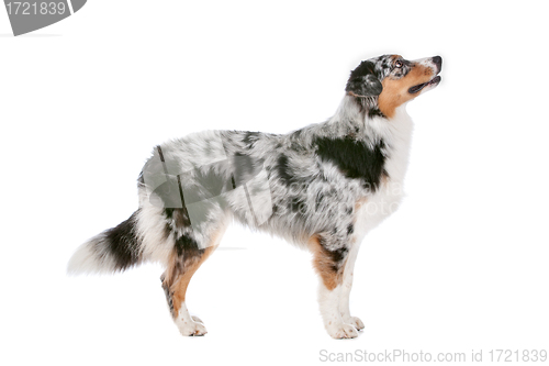 Image of Australian shepherd