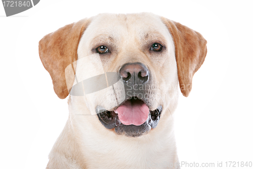 Image of Labrador Retriever