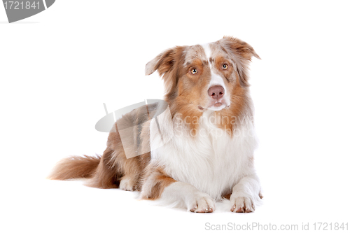 Image of Australian shepherd