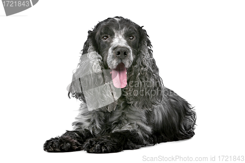 Image of blue roan cocker spaniel