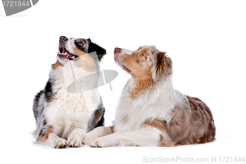 Image of Two Australian Shepherd dogs