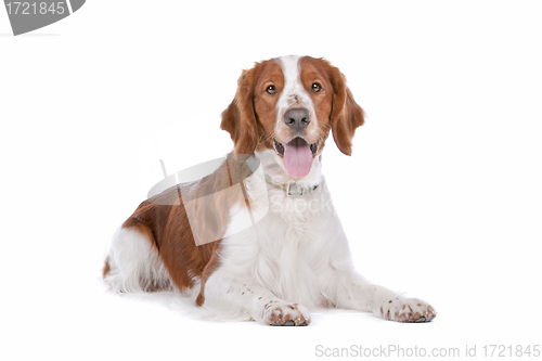 Image of Springer Spaniel