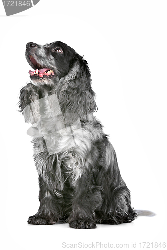 Image of blue roan cocker spaniel