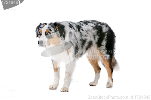 Image of Australian shepherd