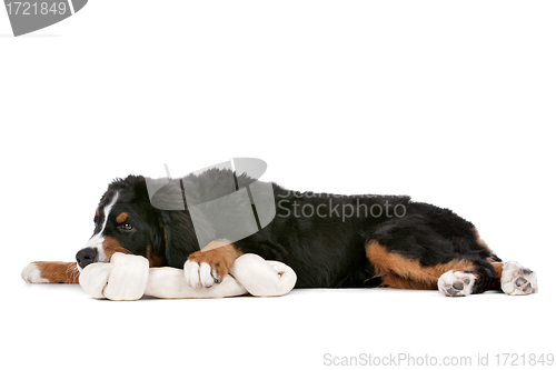 Image of Bernese Mountain Dog puppy