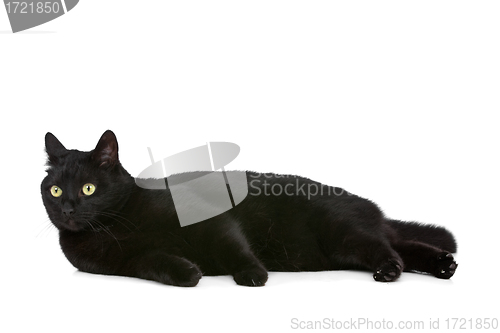 Image of cat