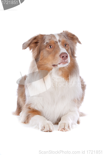 Image of Australian shepherd